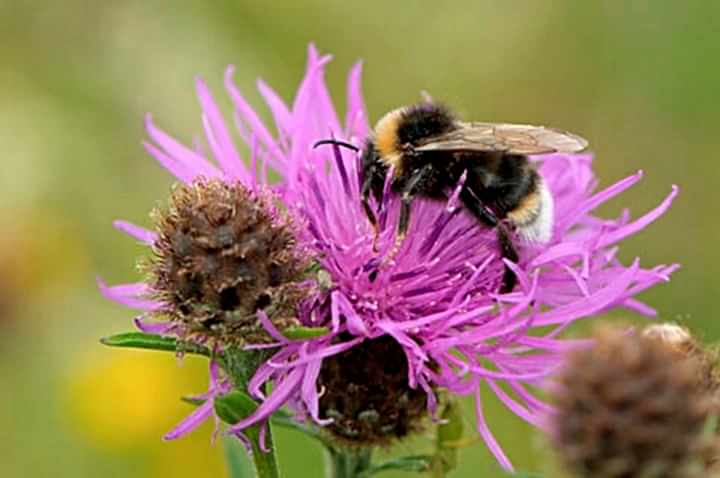 wildlifetrusts_40556801908 (1).jpg