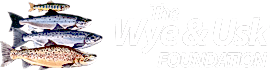 logo-new-white.png